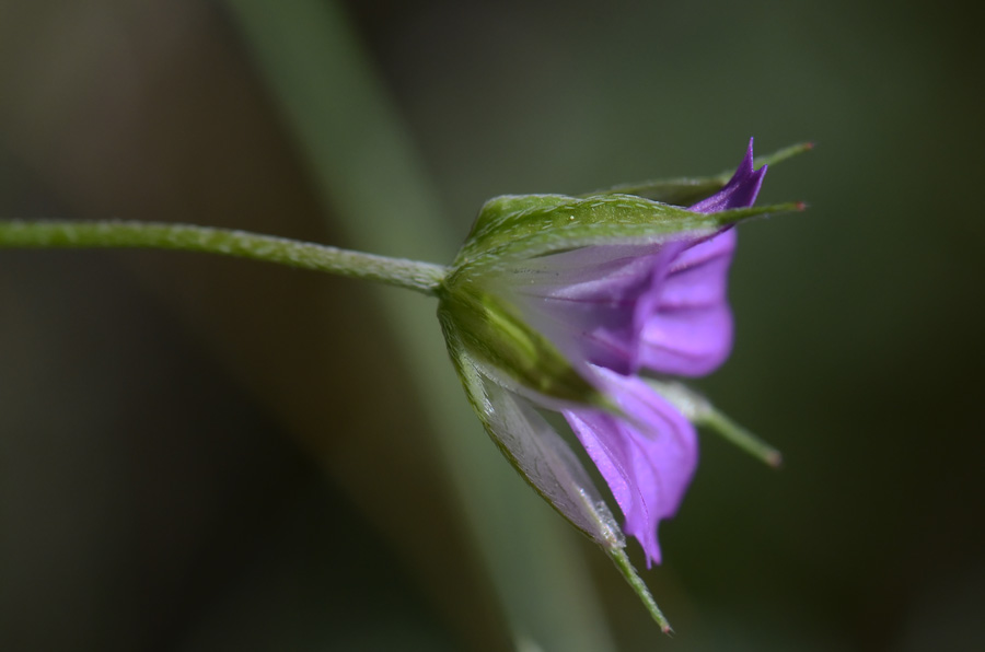 Geranium columbinum / Geranio colombino